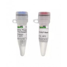 Alkaline Phosphatase Thermosensitive DNA Ligase