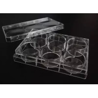 Cell Culture Plate - 6-Well