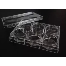 Cell Culture Plate - 6-Well