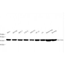 Recombinant Anti-Beta Actin Mouse mAb