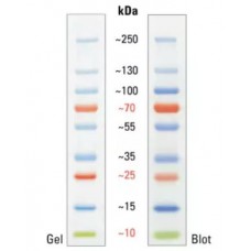 10-250 Kda Pre-Stained Protein Ladder