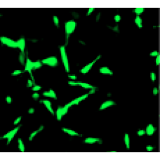 PEI Transfection Reagent