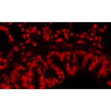 Propidium Iodide (PI) Stain 