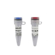 RNase A