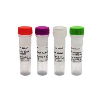 CDNA SuperMix Synthesis Kit (SweScript RT)