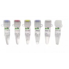 T7 High Yield Transcription Kit - 50T