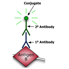 GAPDH Mouse Monoclonal Antibody [10 Antibody]